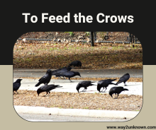 To Feed the Crows 